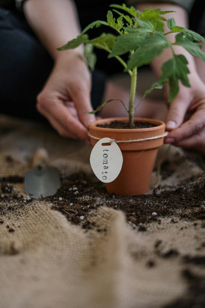 Tomato pot gardening with ripe tomatoes on a balcony.