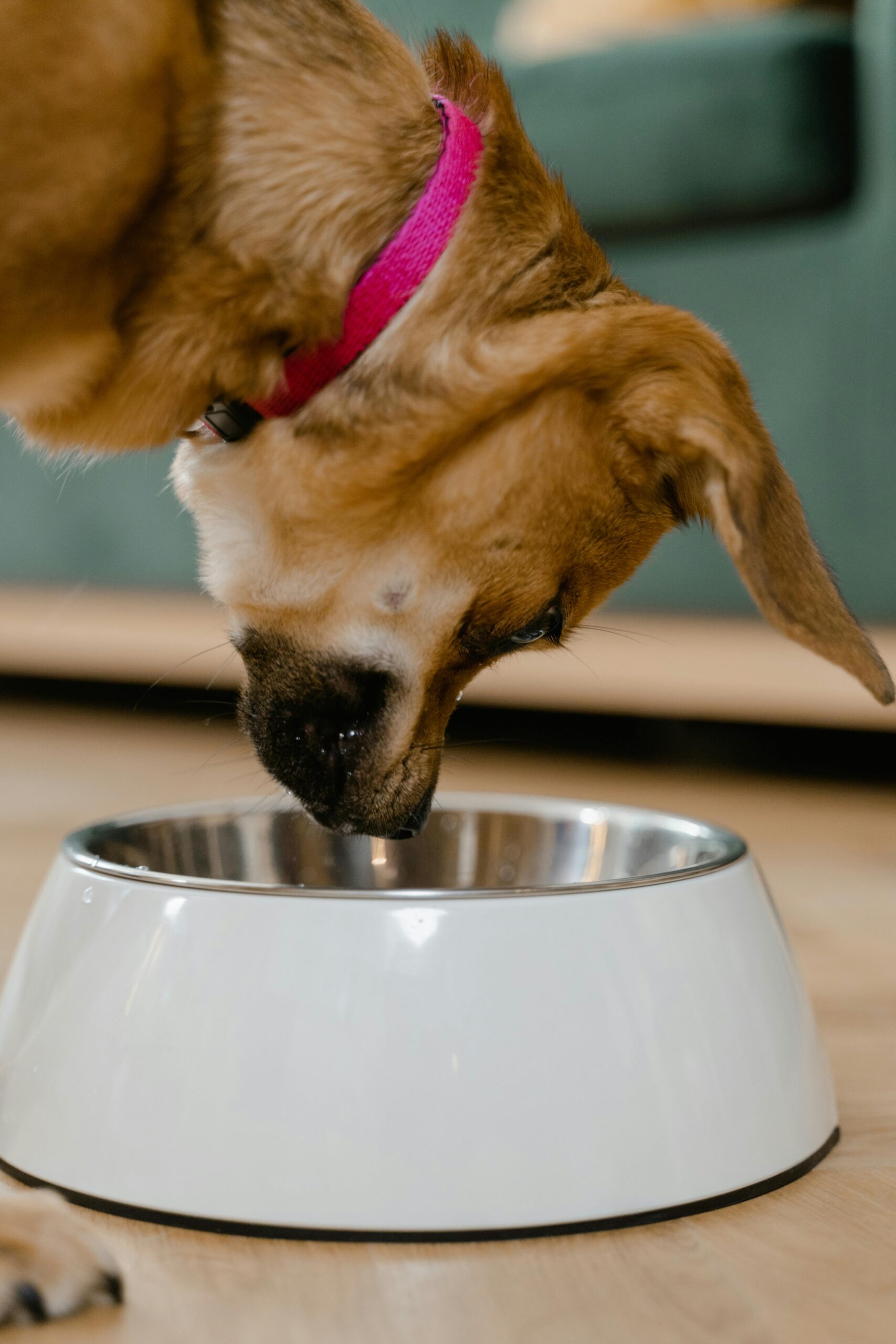Happy dog eating the best dog canned food from a bowl