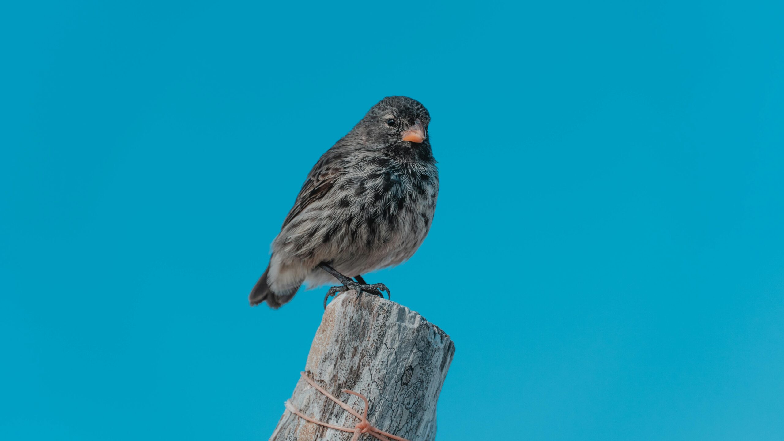 evolution theory of darwin